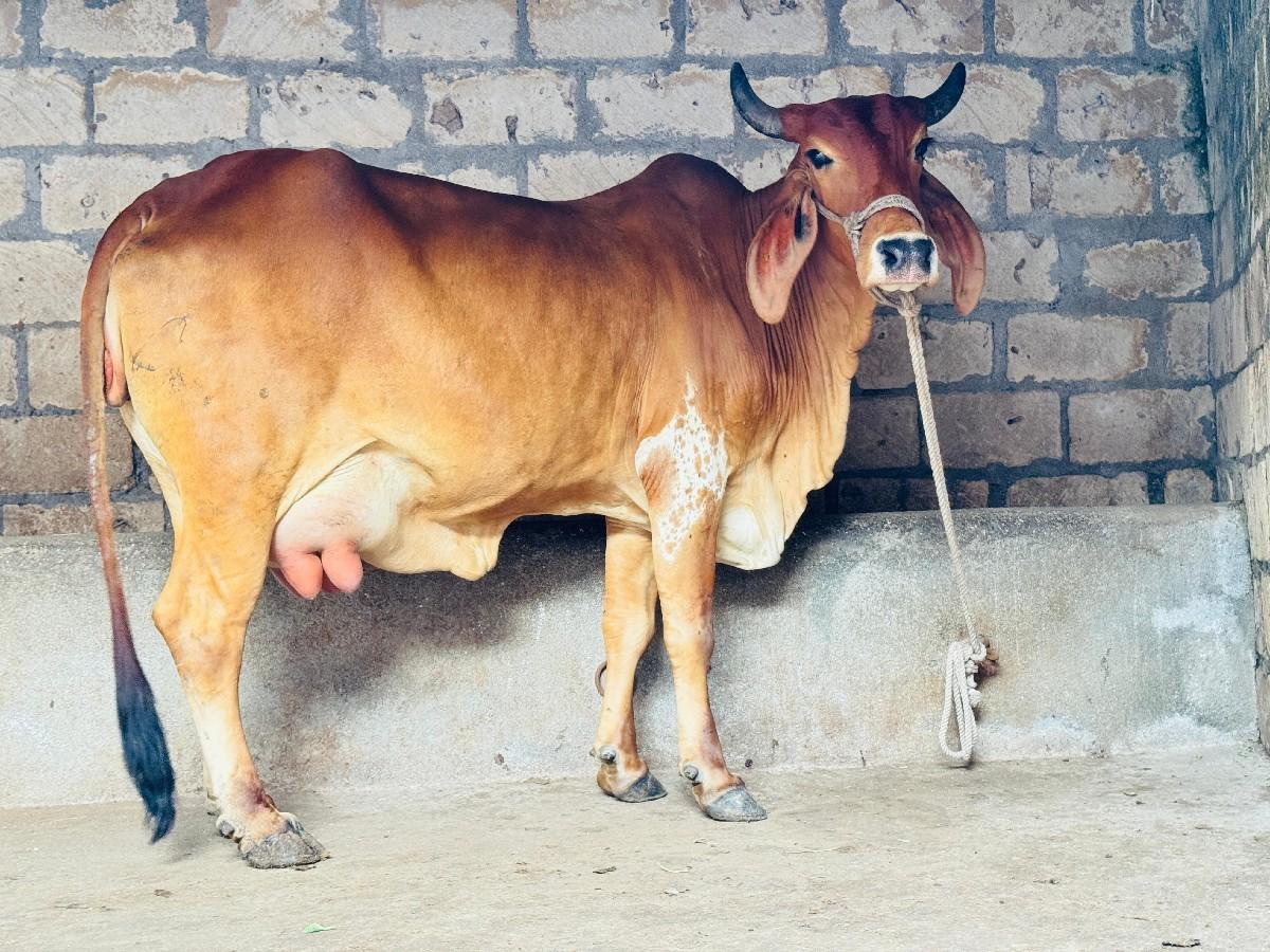 થંબનેલ 2