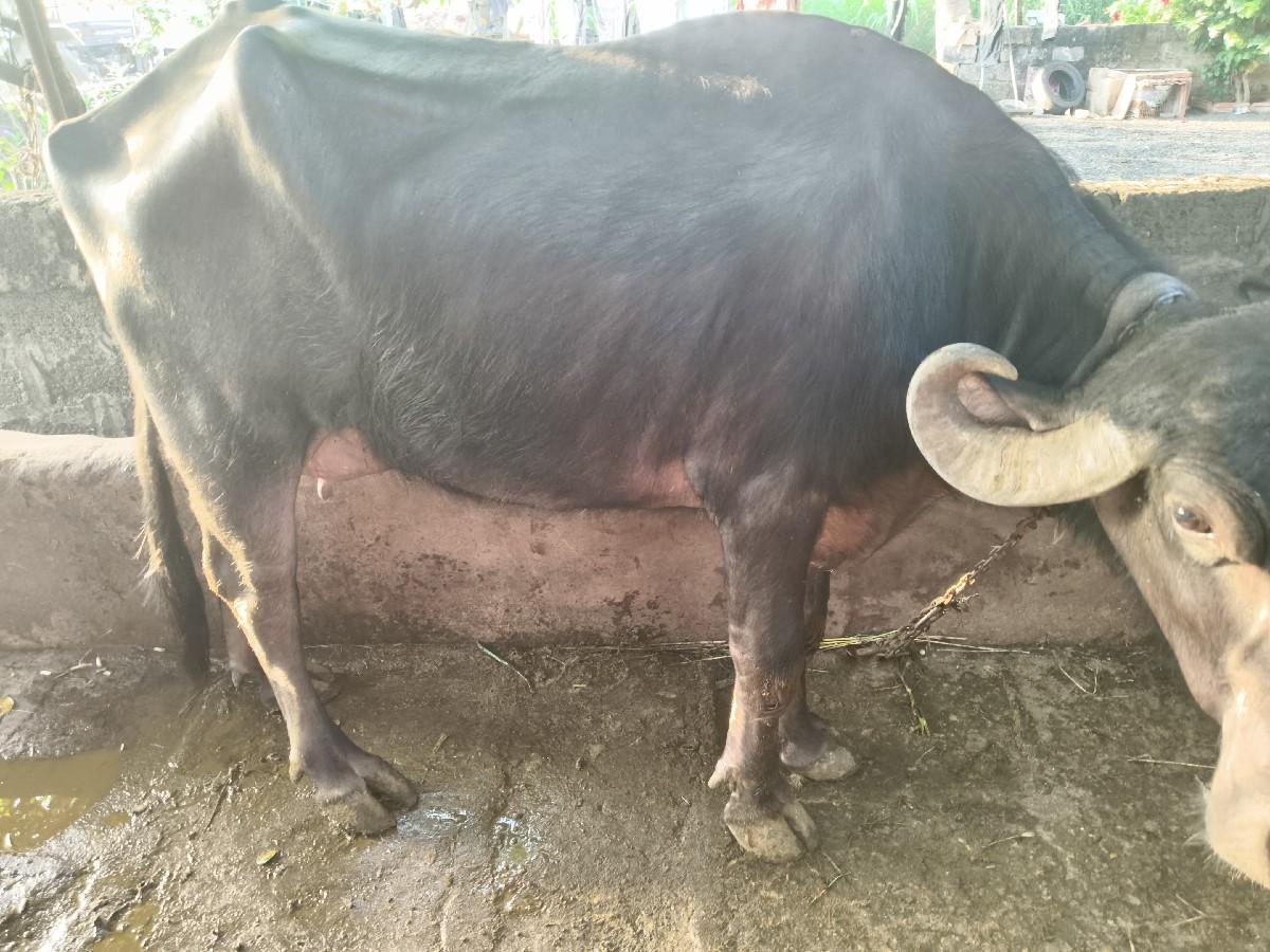 આ ભેંસ વેચવાની છે