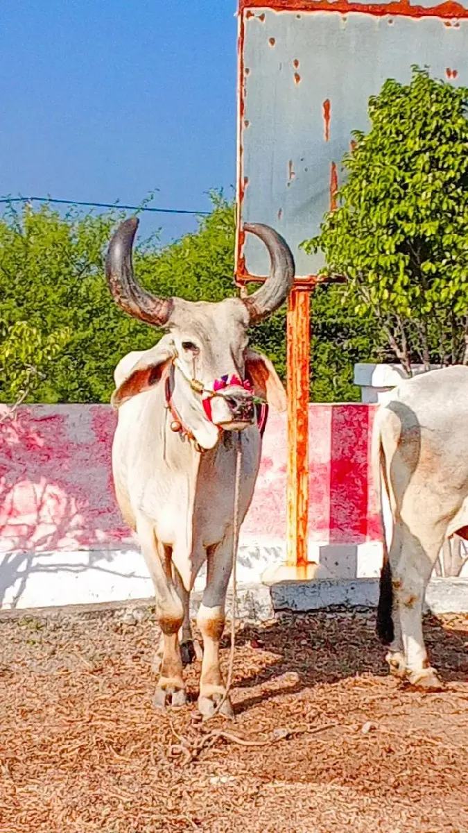 થંબનેલ 3