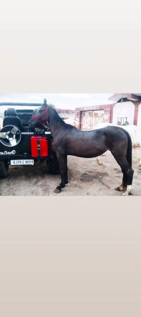 સાટા માં ભેશુ