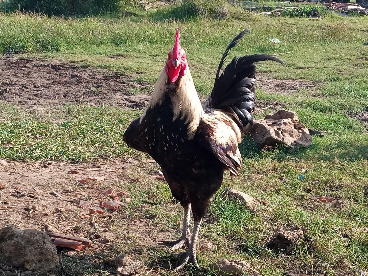 થંબનેલ 2