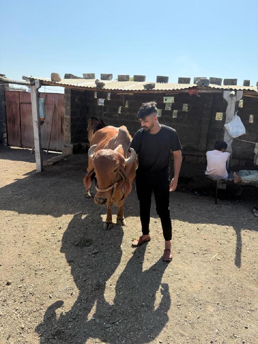 દેશી ગીર ગાય વેચવાની