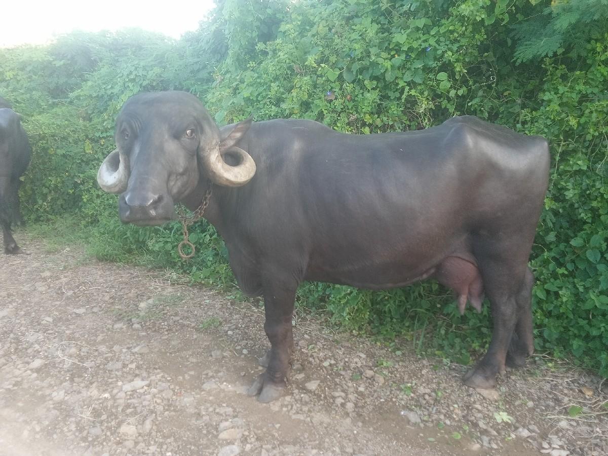 થંબનેલ 3