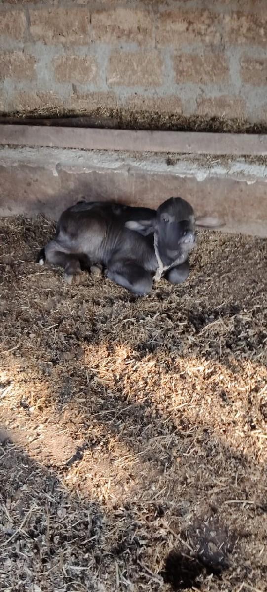 થંબનેલ 2