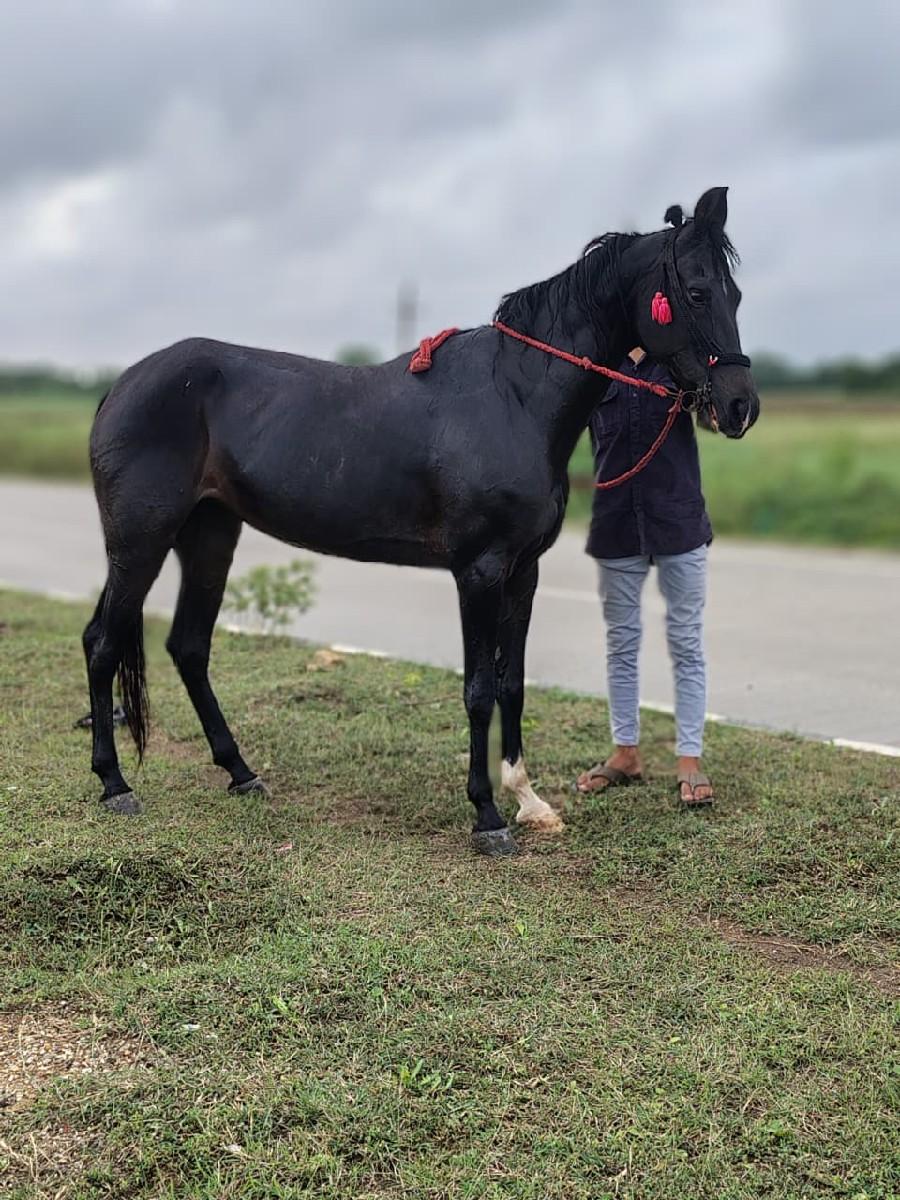 થંબનેલ 2