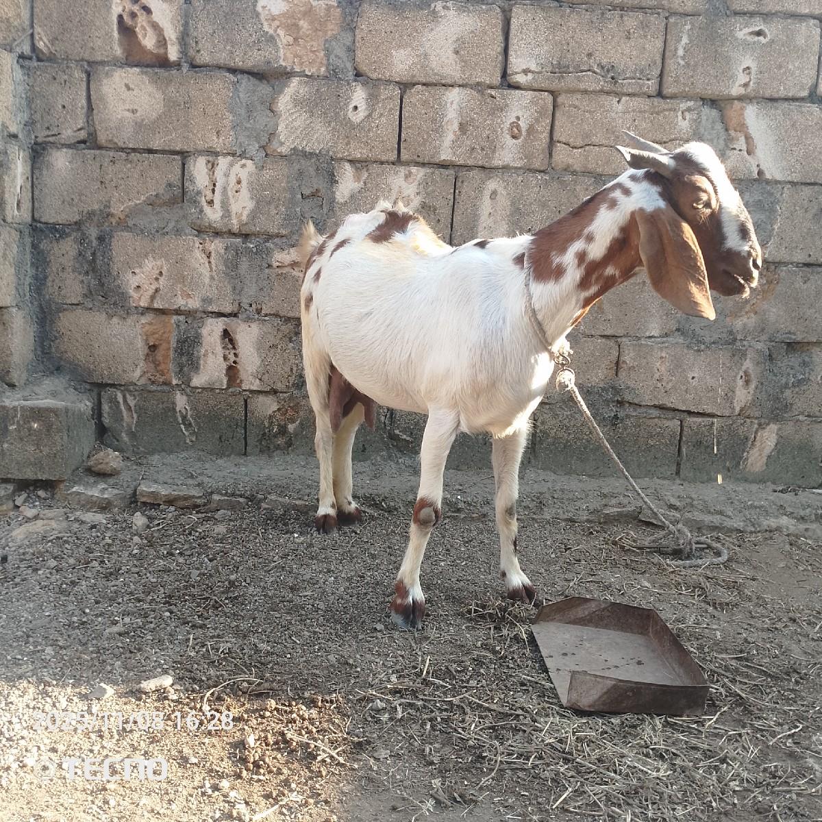 થંબનેલ 2