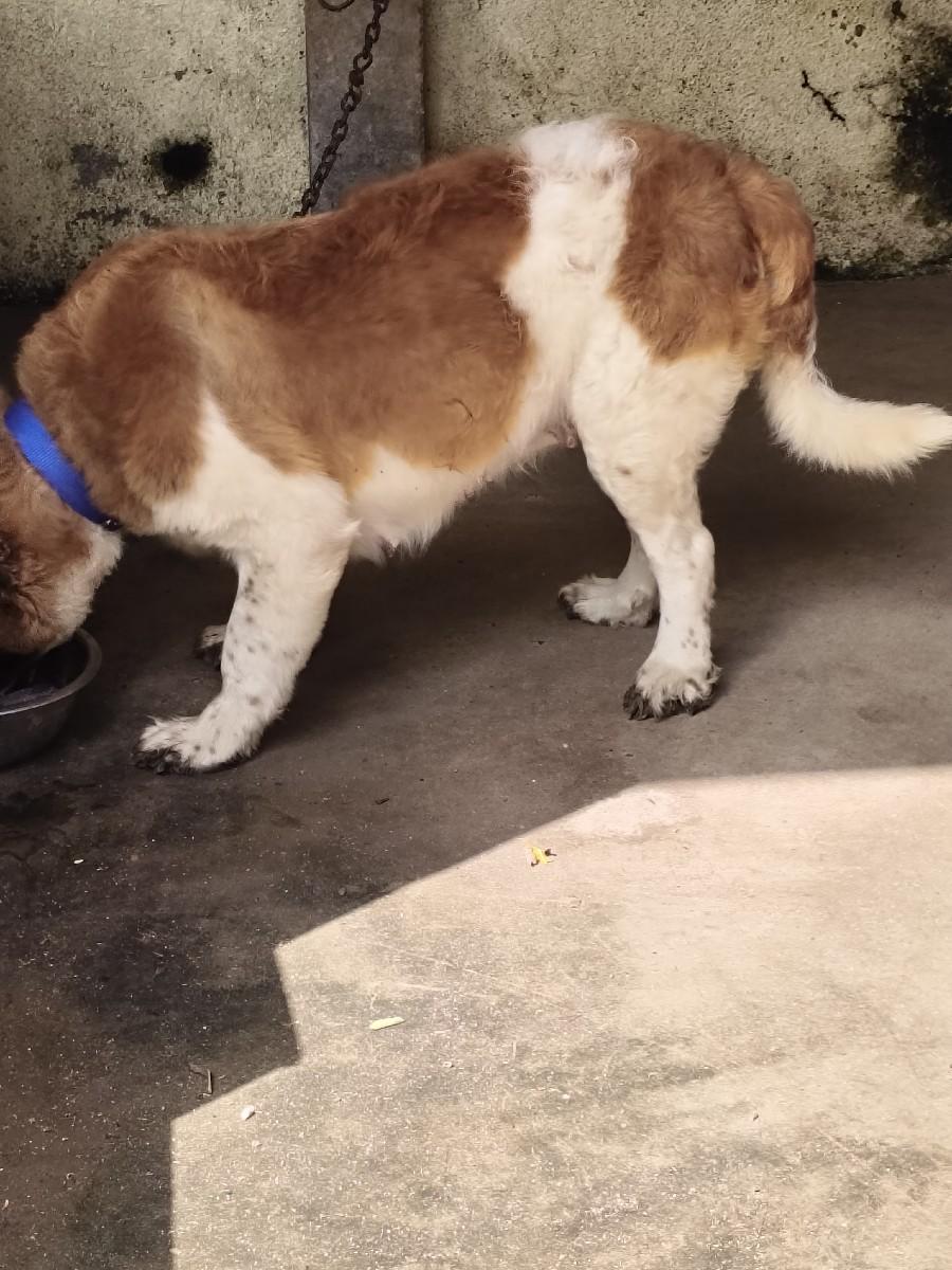 સડબનટ ની કુતરી વેસવાની સે