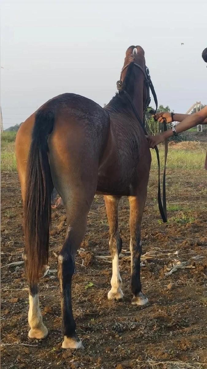 થંબનેલ 2