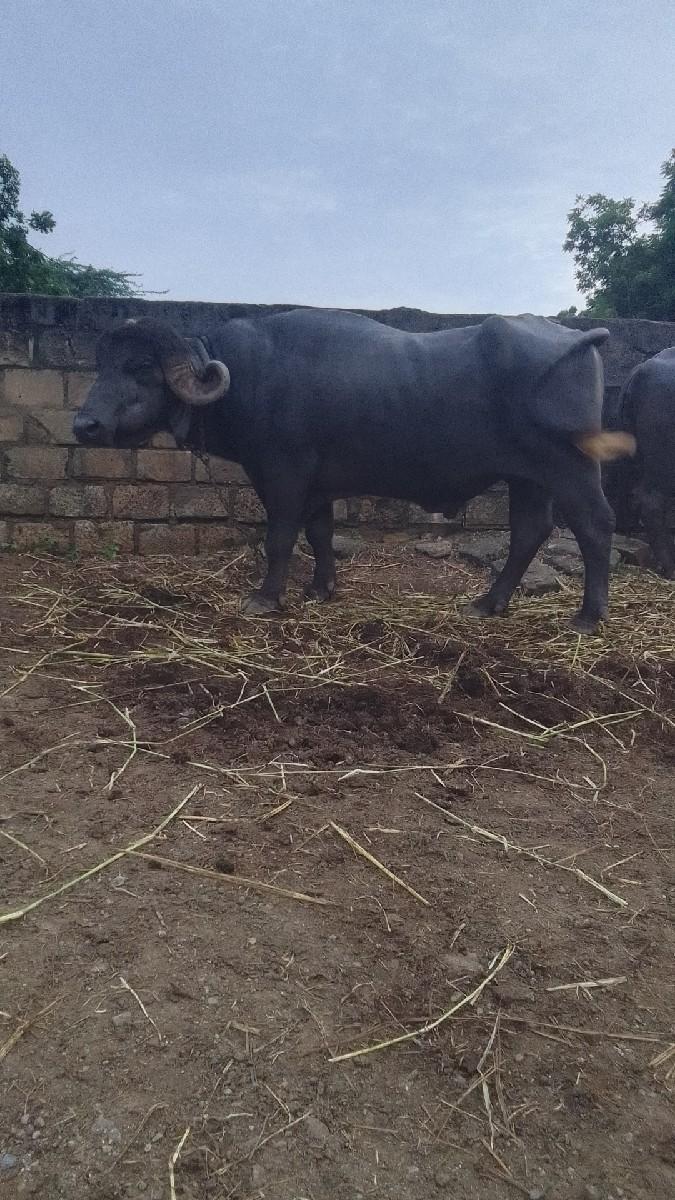 થંબનેલ 3