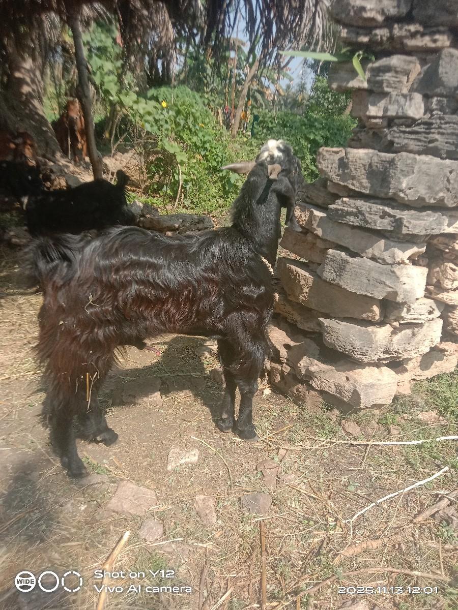 બકડો વેચવાનો છે તાત્કાલિકમાં વેચવાન