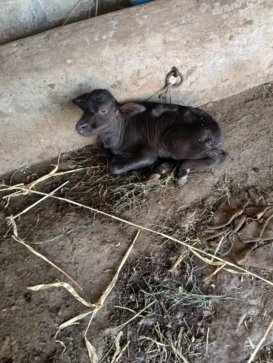 થંબનેલ 3