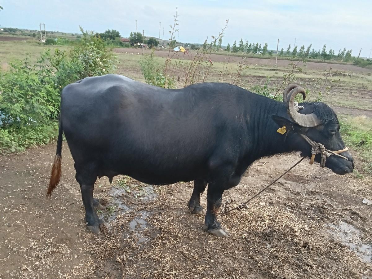 થંબનેલ 3