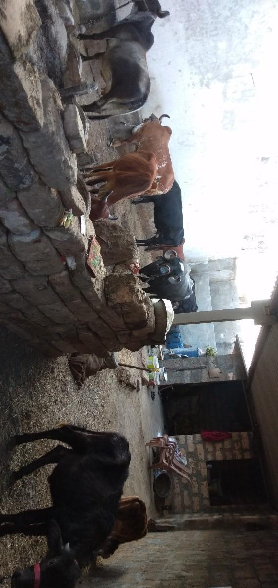 ખાતર વેચવાની છે છાણીયુ