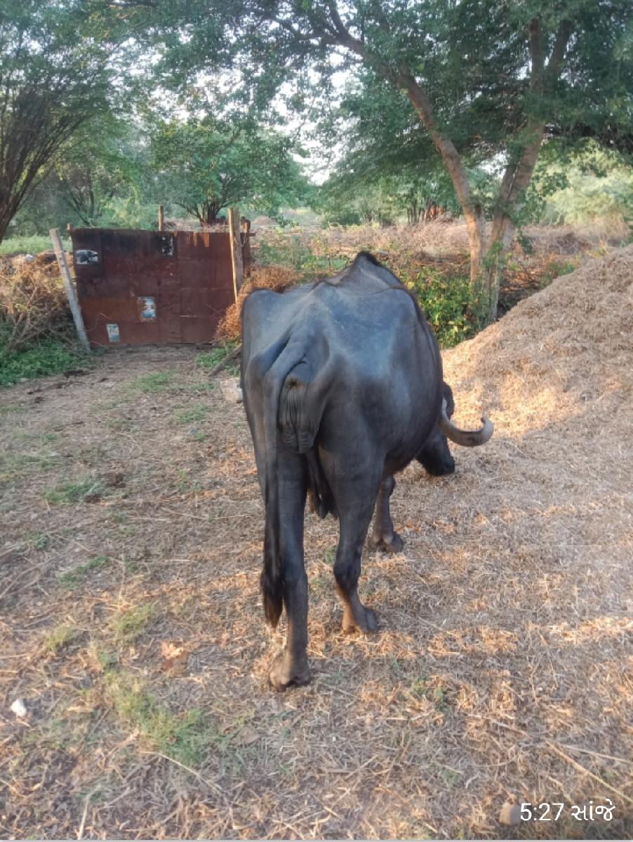 થંબનેલ 3