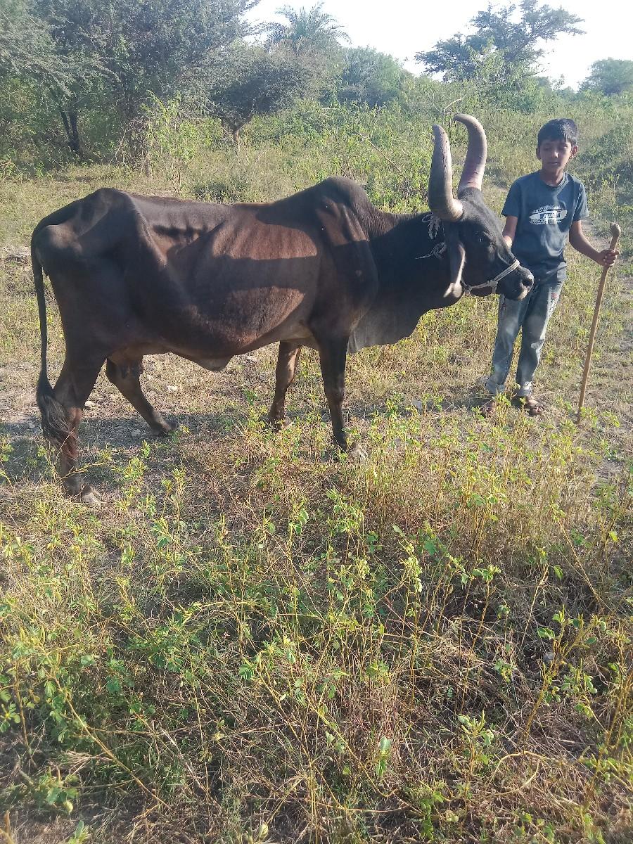 થંબનેલ 2