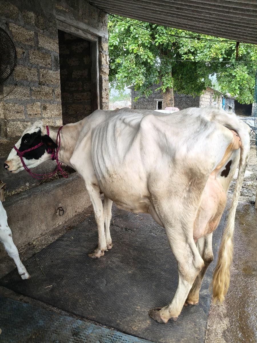 થંબનેલ 2