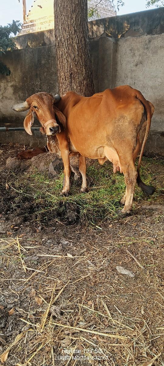 થંબનેલ 4