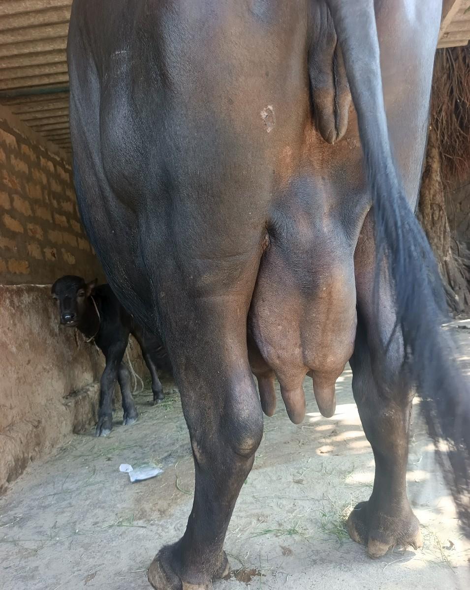 થંબનેલ 4