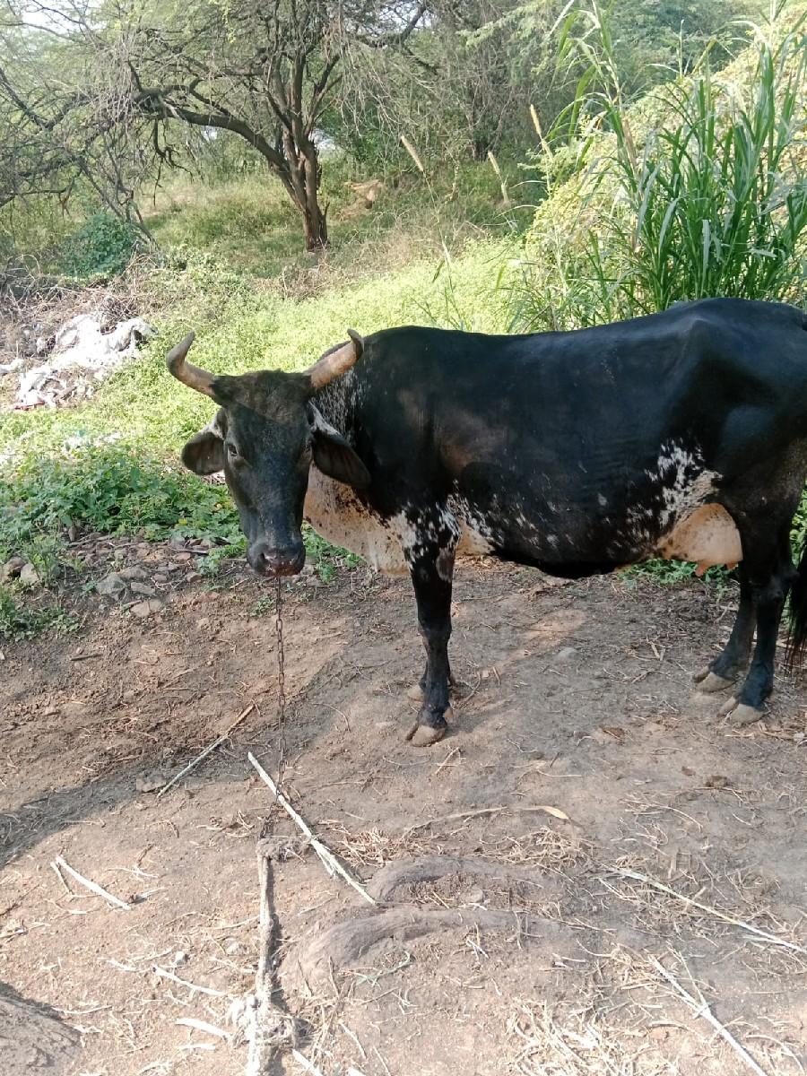 થંબનેલ 3