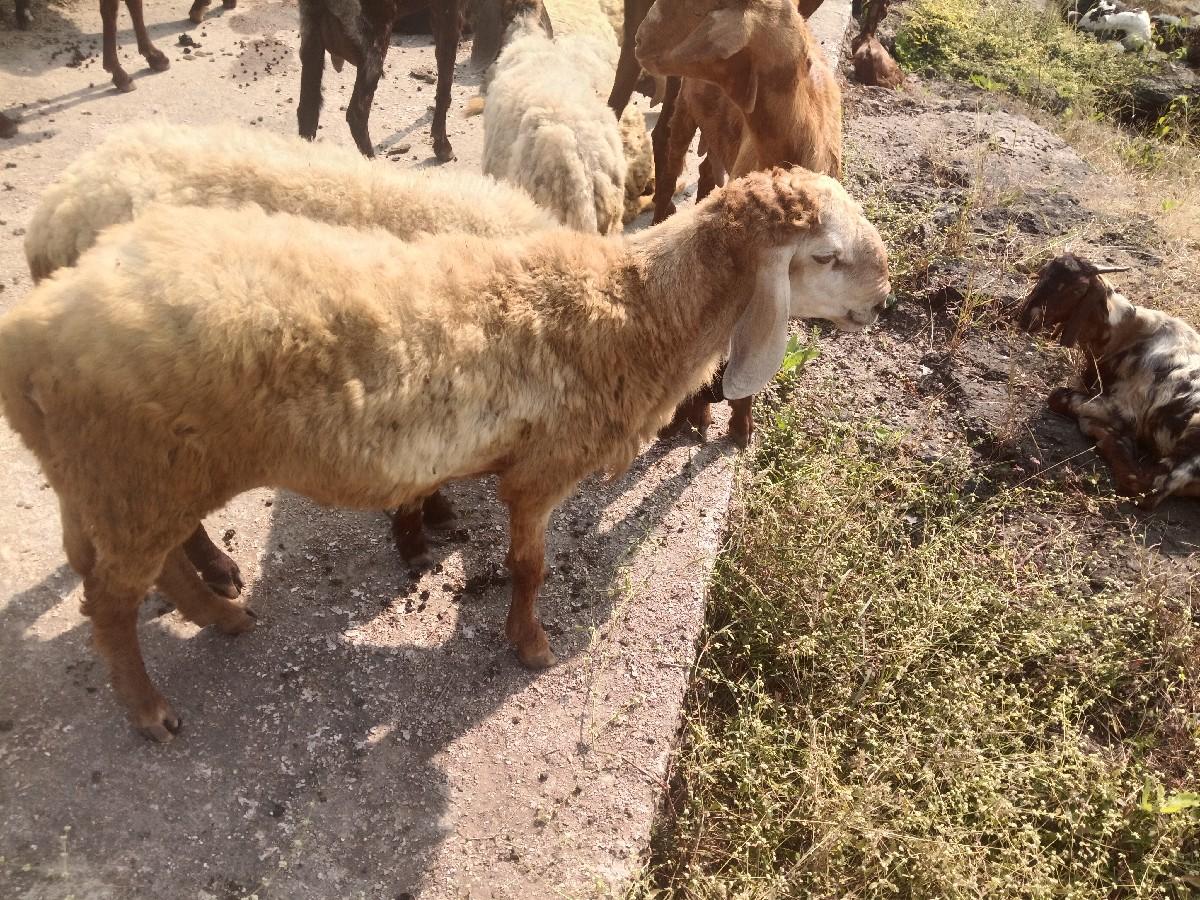 थंबनेल 3