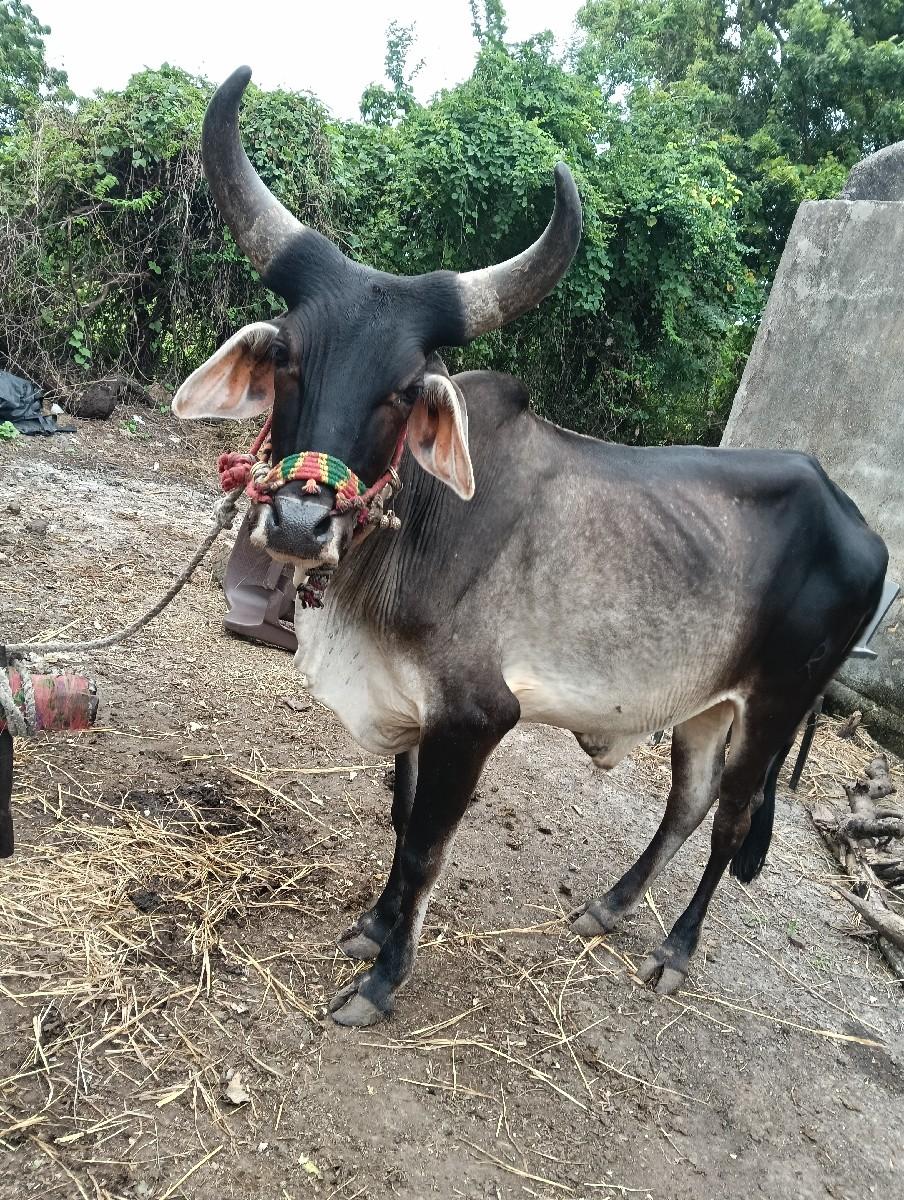 થંબનેલ 2