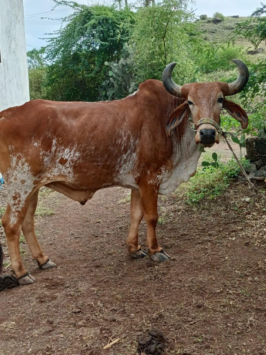 થંબનેલ 2