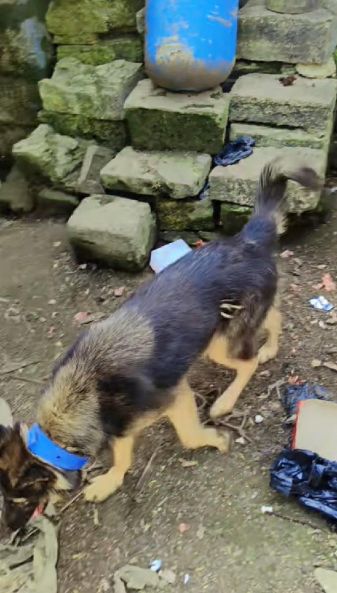 GSD female pom female