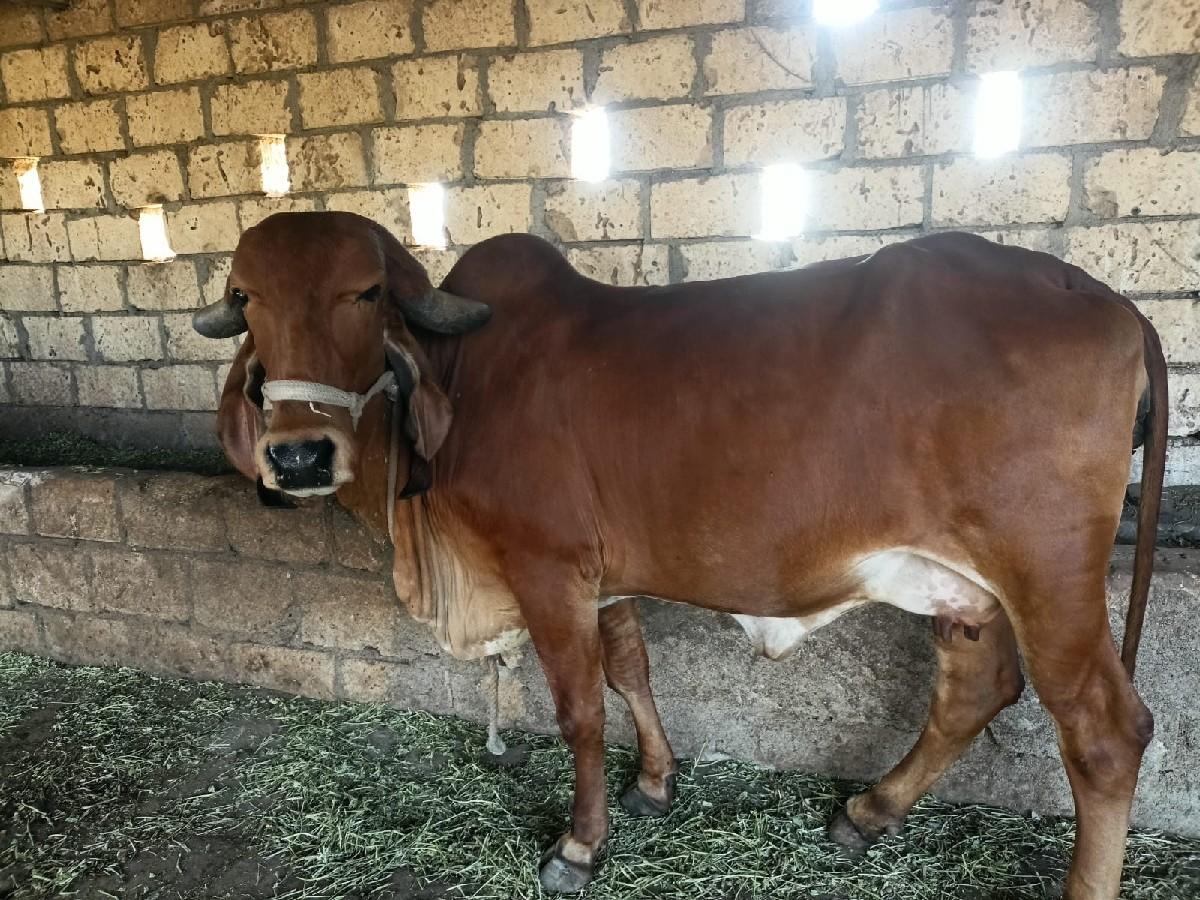 થંબનેલ 2