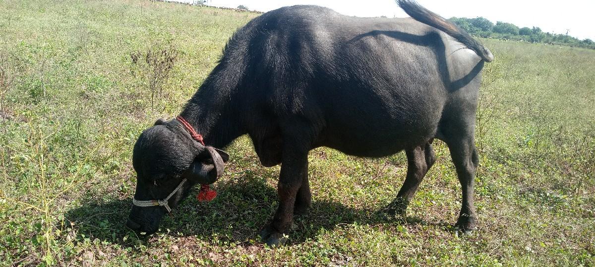 થંબનેલ 2