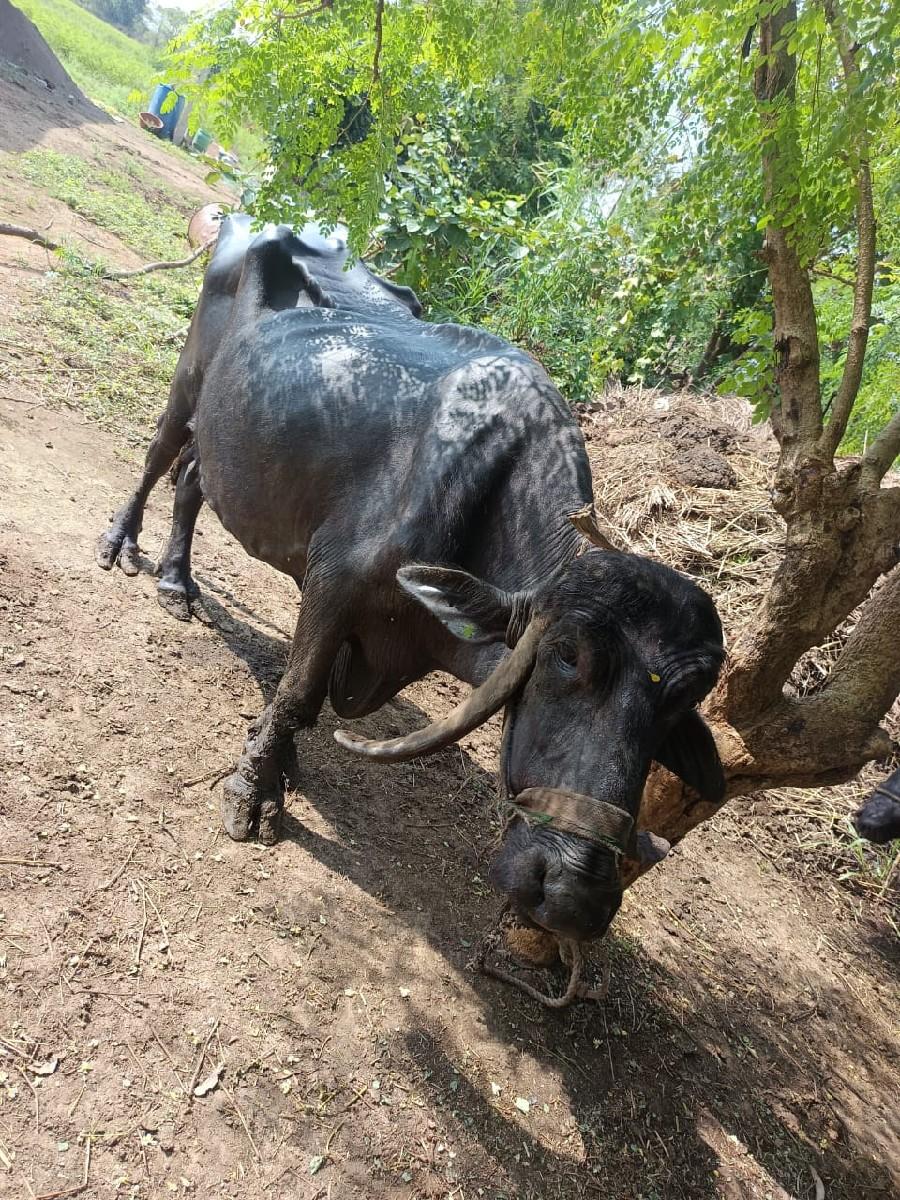 થંબનેલ 3