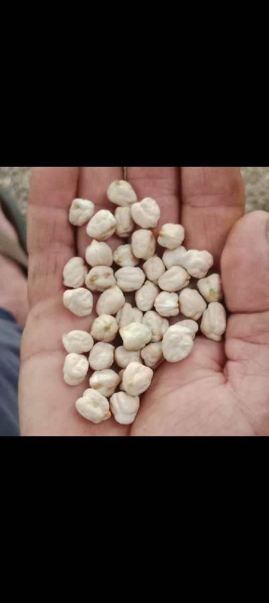 ચણા કાબુલી મોટા છે એક નંબર નાછે