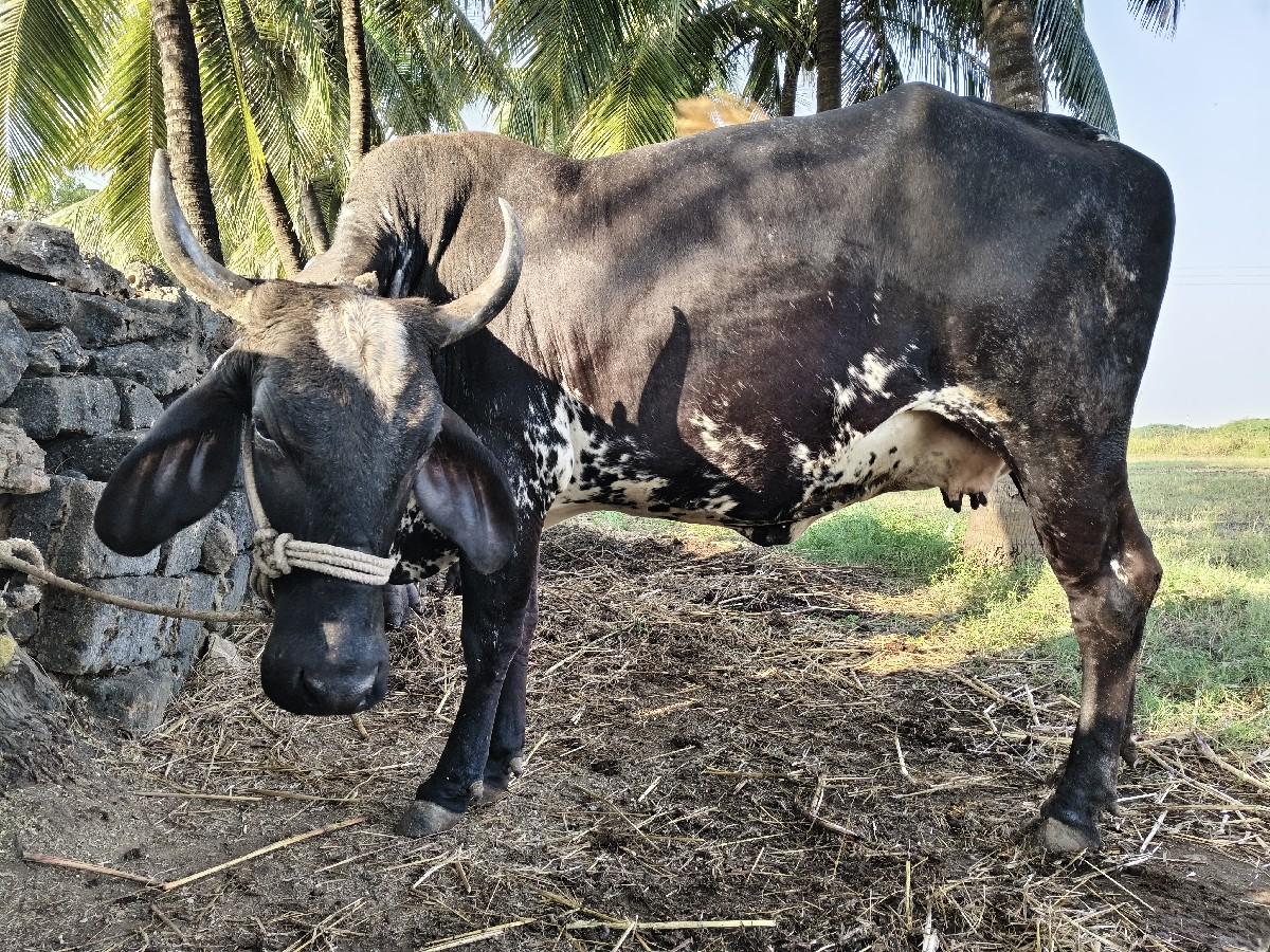 ગીર ક્રોસ ગાય વેચવાની છે