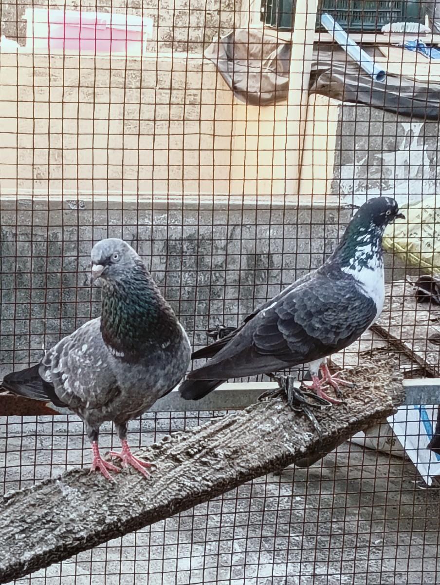 થંબનેલ 3