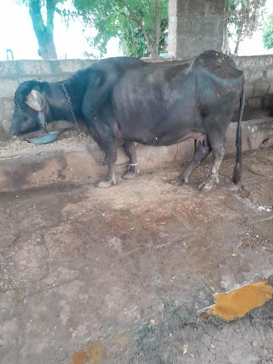 થંબનેલ 3