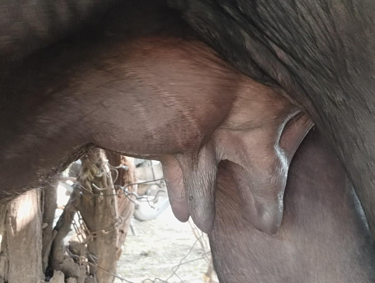 ભેંસ વેચવાની છે