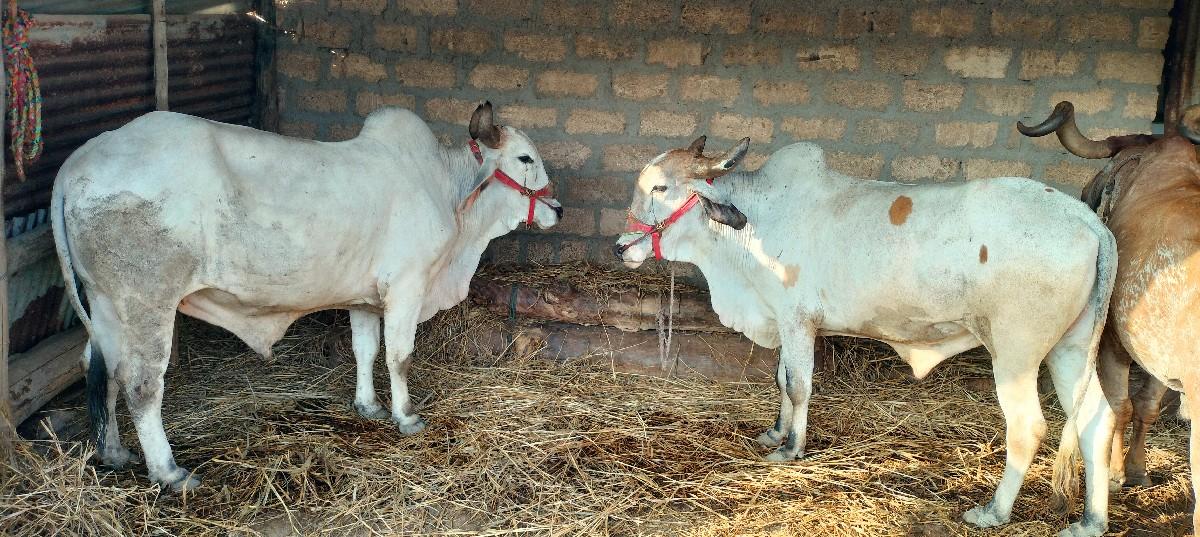 थंबनेल 3