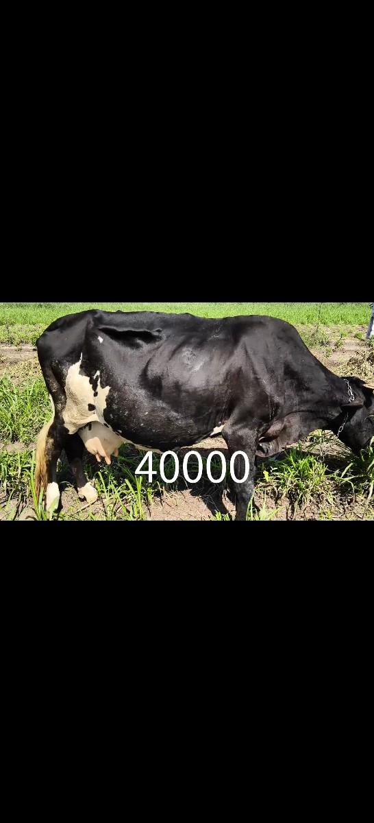 વિહાણી એક મહિનો થયો  5લિટર દૂધ