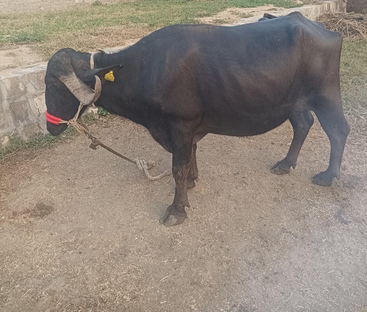 થંબનેલ 2