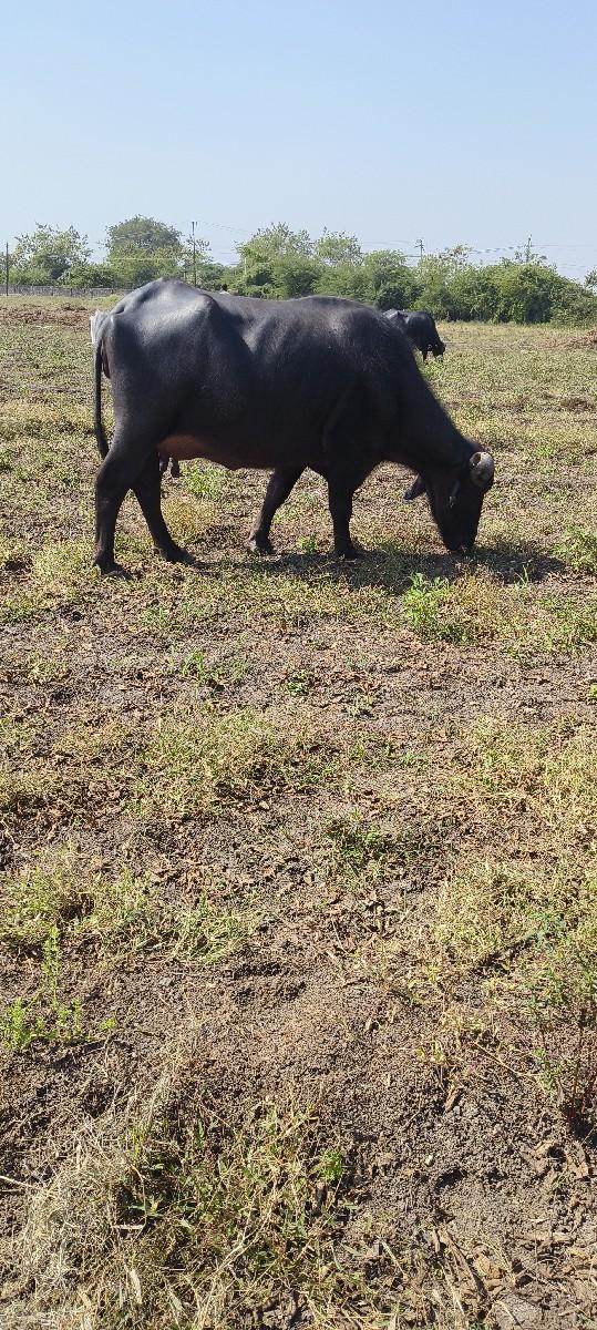 થંબનેલ 2