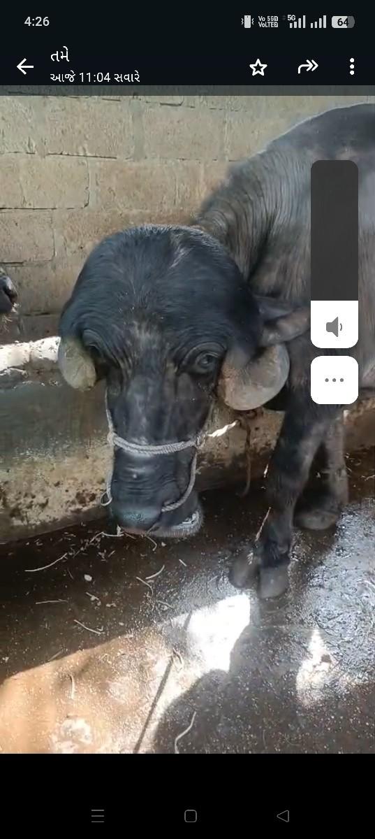 થંબનેલ 2