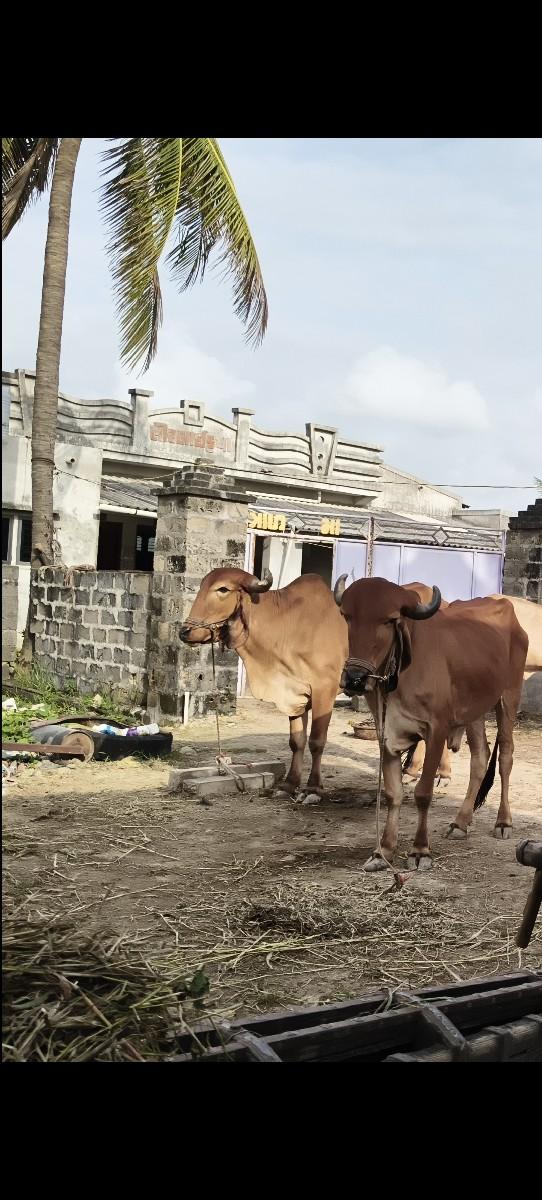 થંબનેલ 3