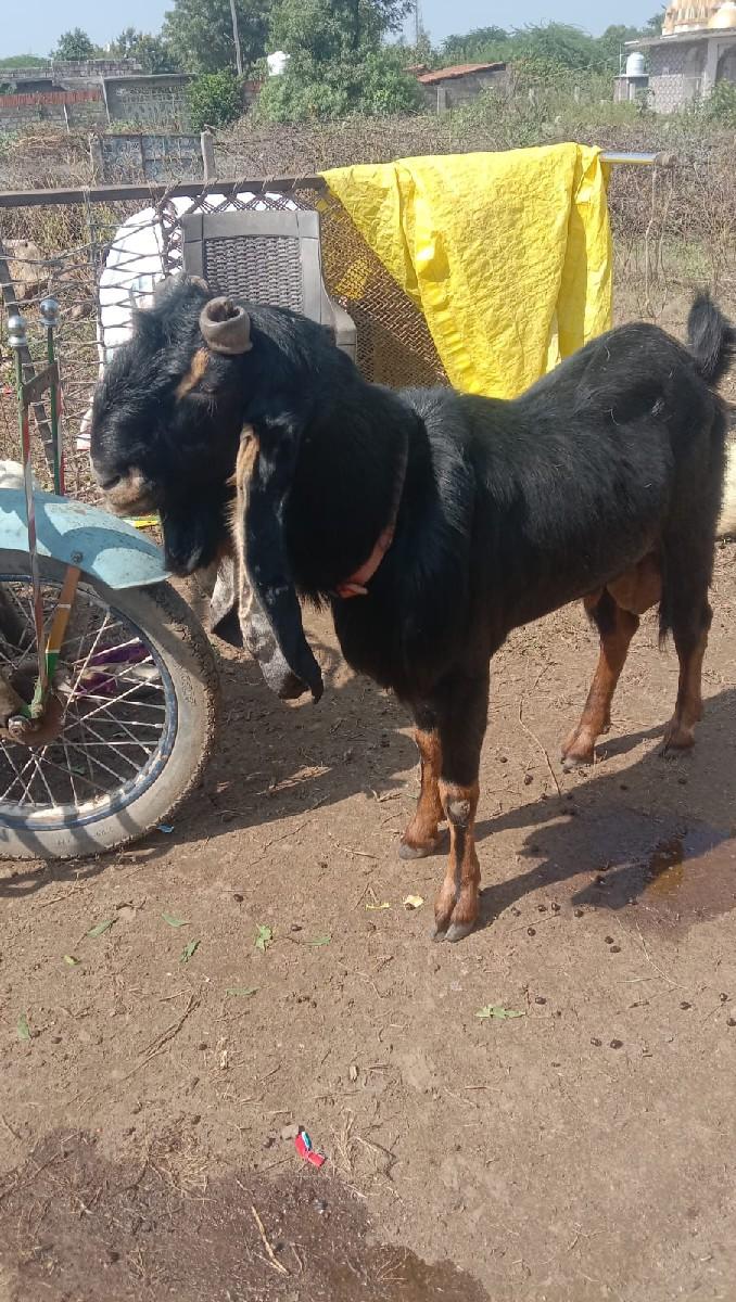 થંબનેલ 2