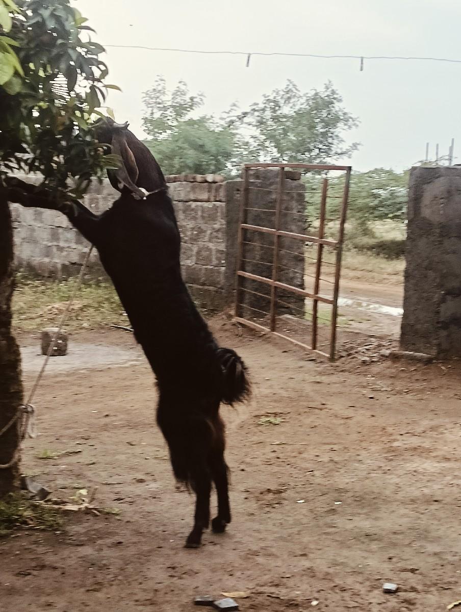 થંબનેલ 3