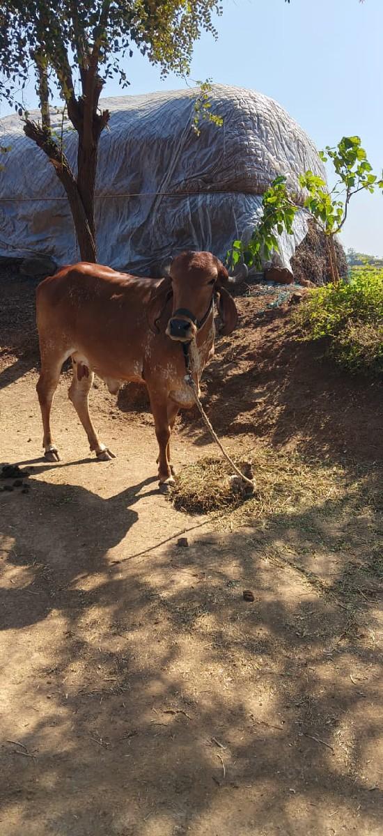 હોડકી અને વાશડી વેંચવાની છે.