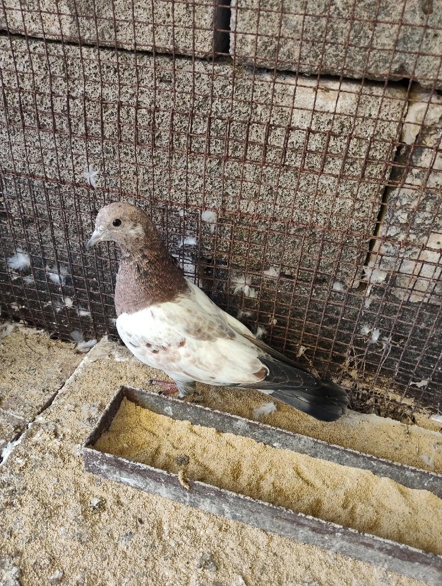 થંબનેલ 2