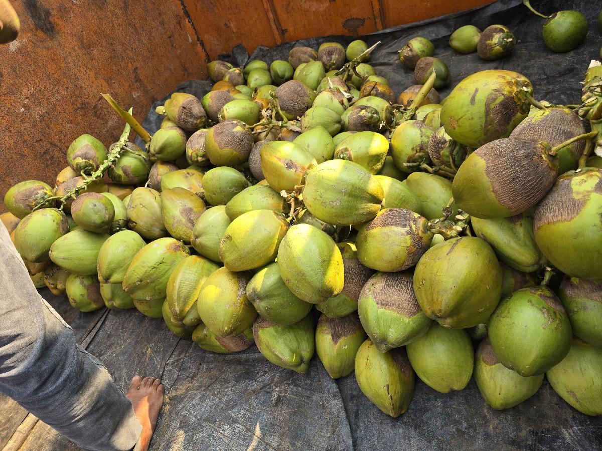 નારયેલ લે-વેચ