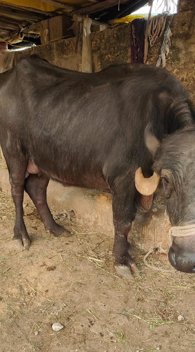 ખડેલી વેચવા ની