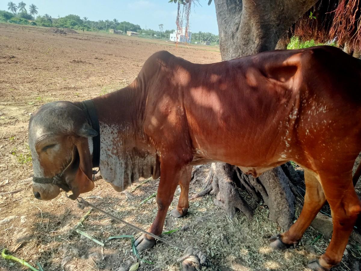 થંબનેલ 2