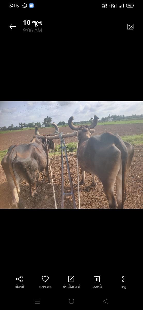 બળદ આપવાના છે