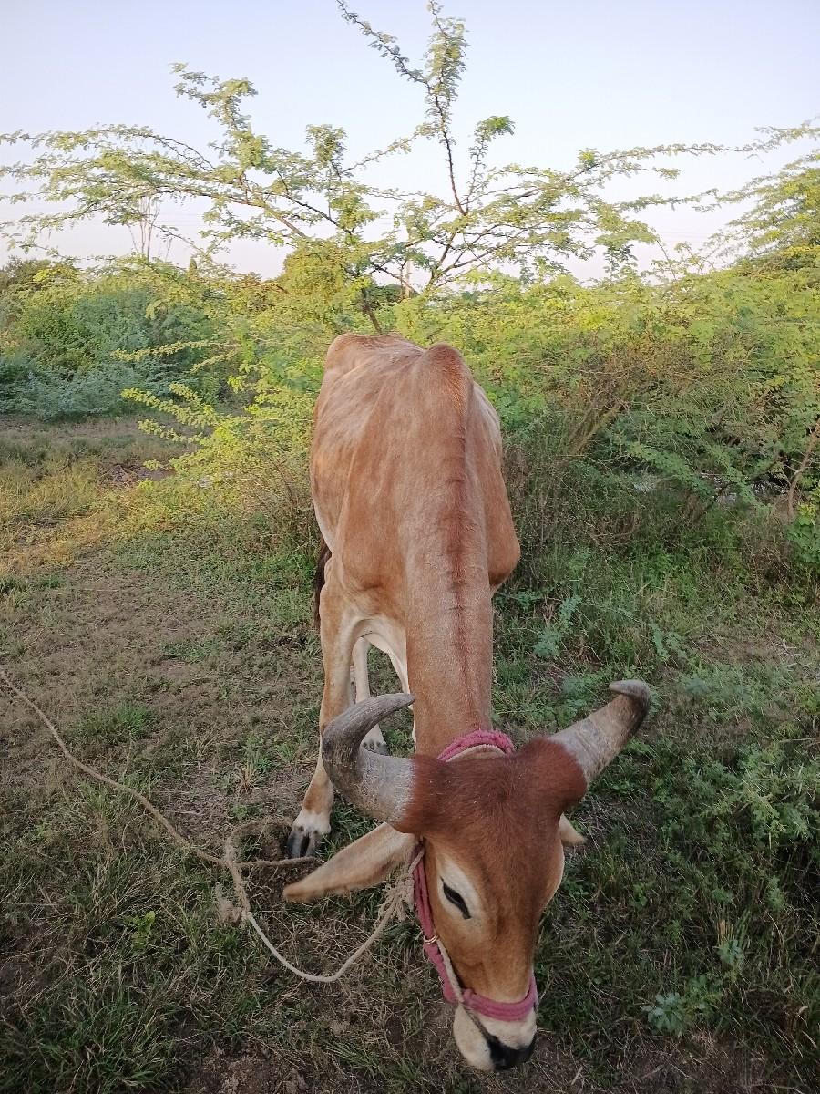 થંબનેલ 2